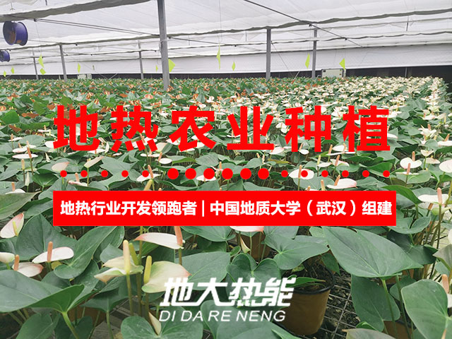濟(jì)南：“地?zé)崮?農(nóng)業(yè)”產(chǎn)業(yè)融合，讓地?zé)崮苷嬲盁帷逼饋?地大熱能